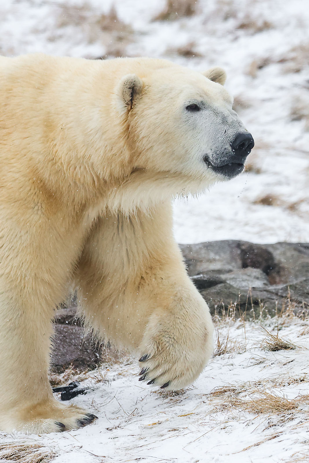 calgary zoo wildlife photographer sergei belski photo