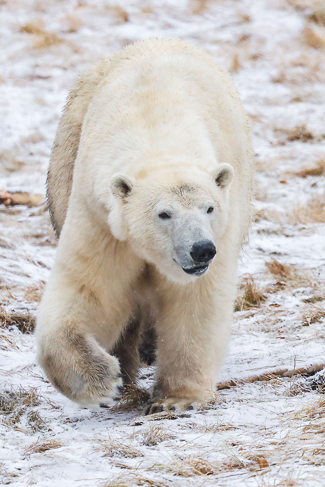 calgary zoo wildlife photographer sergei belski photo