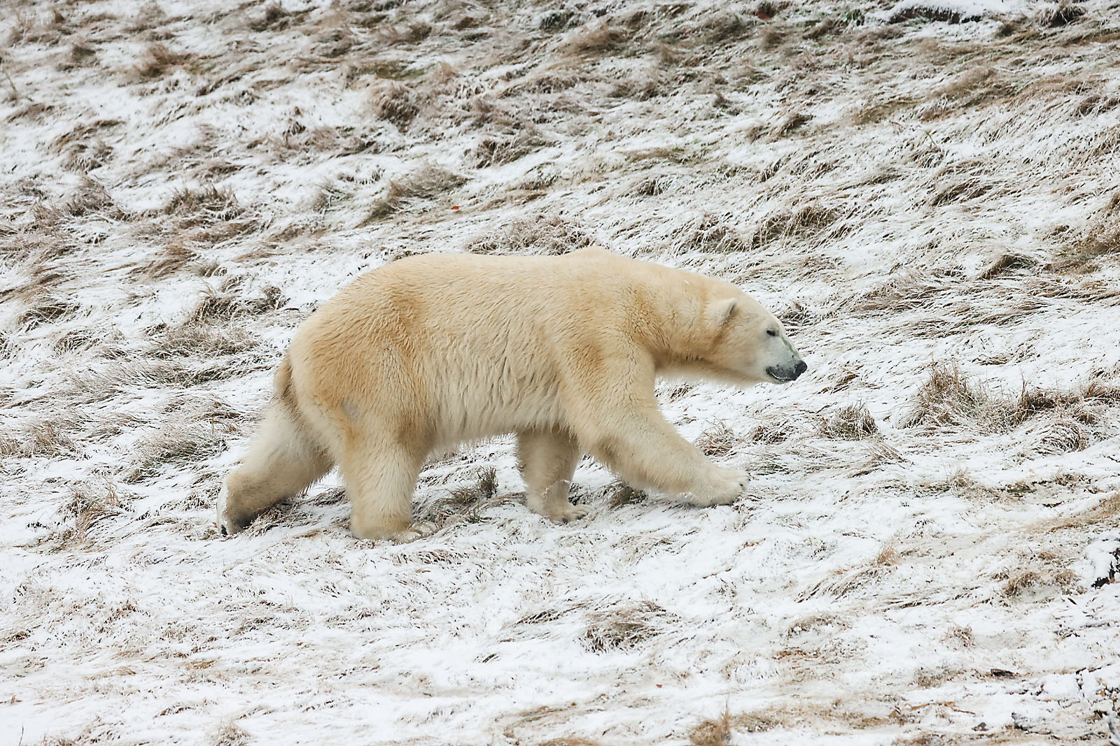 calgary zoo wildlife photographer sergei belski photo