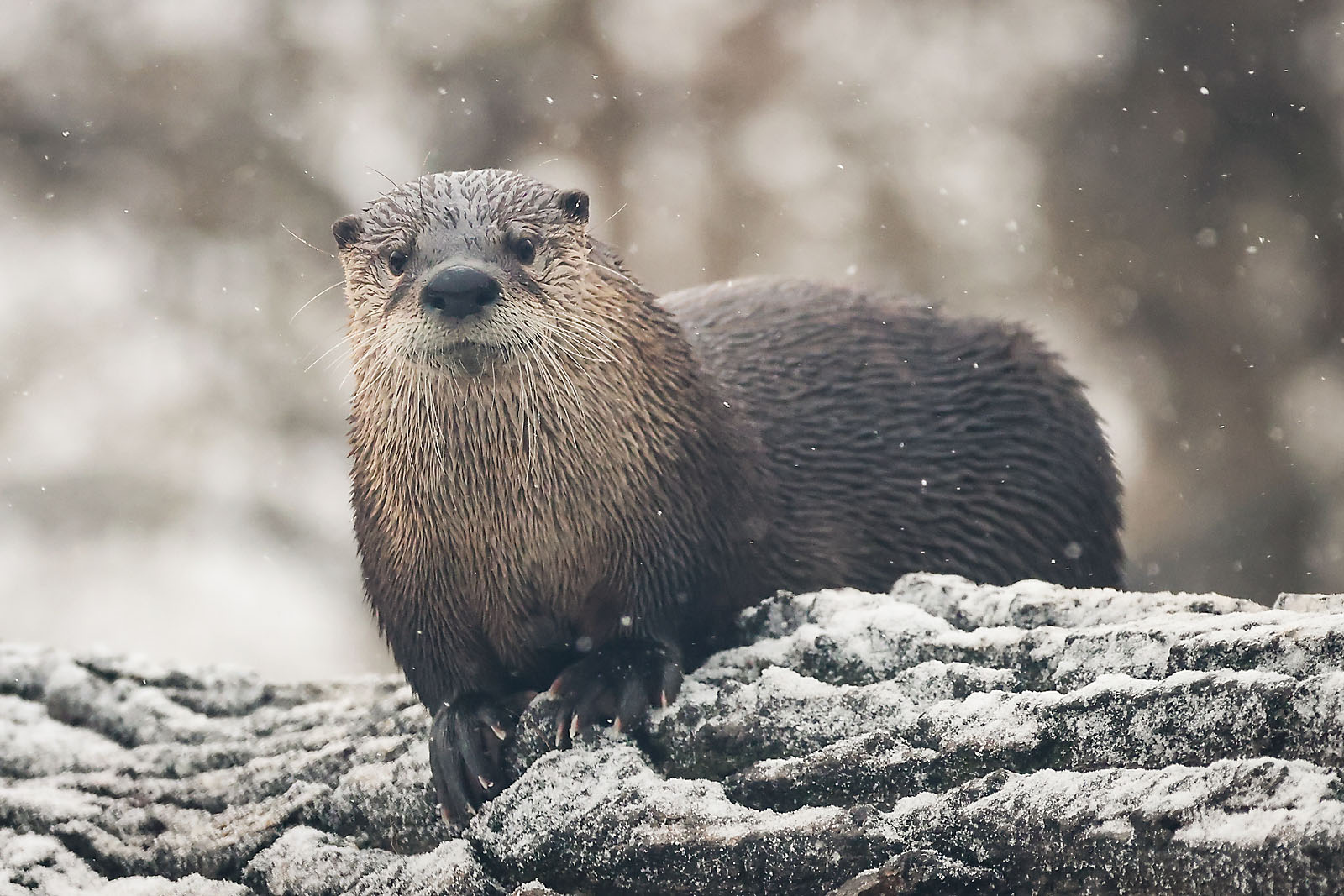 calgary zoo wildlife photographer sergei belski photo