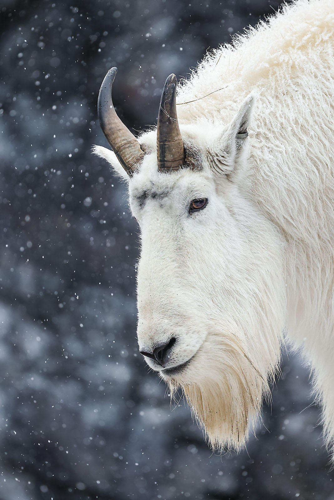 calgary zoo wildlife photographer sergei belski photo