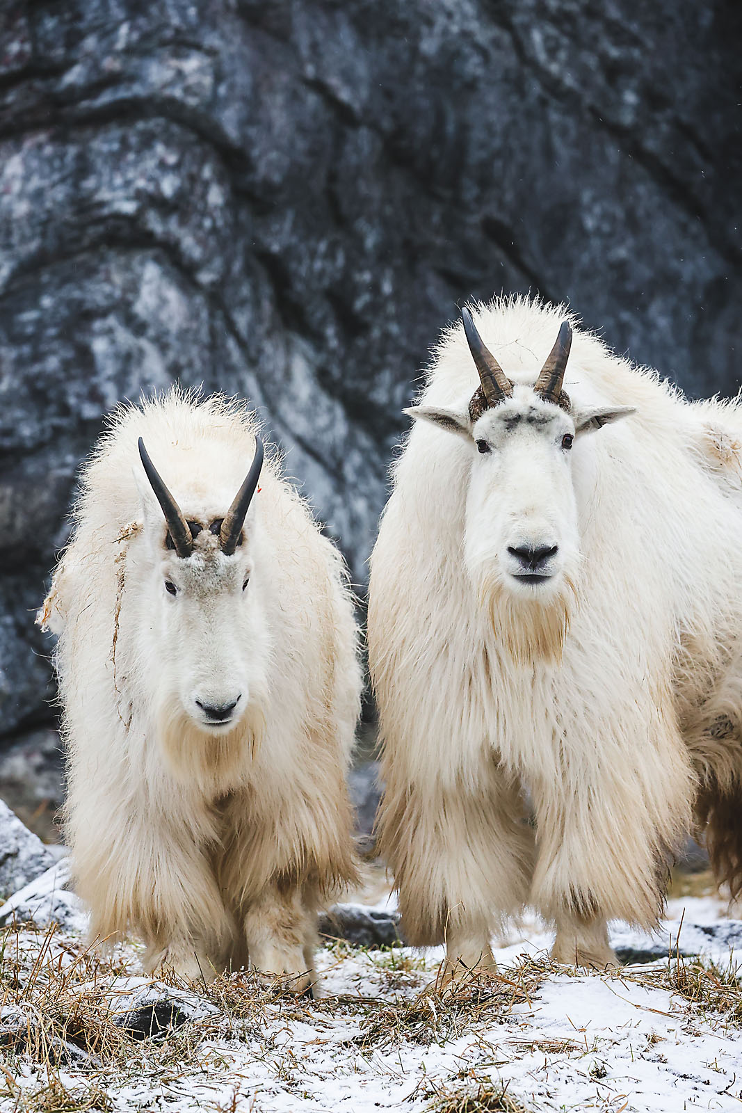 calgary zoo wildlife photographer sergei belski photo