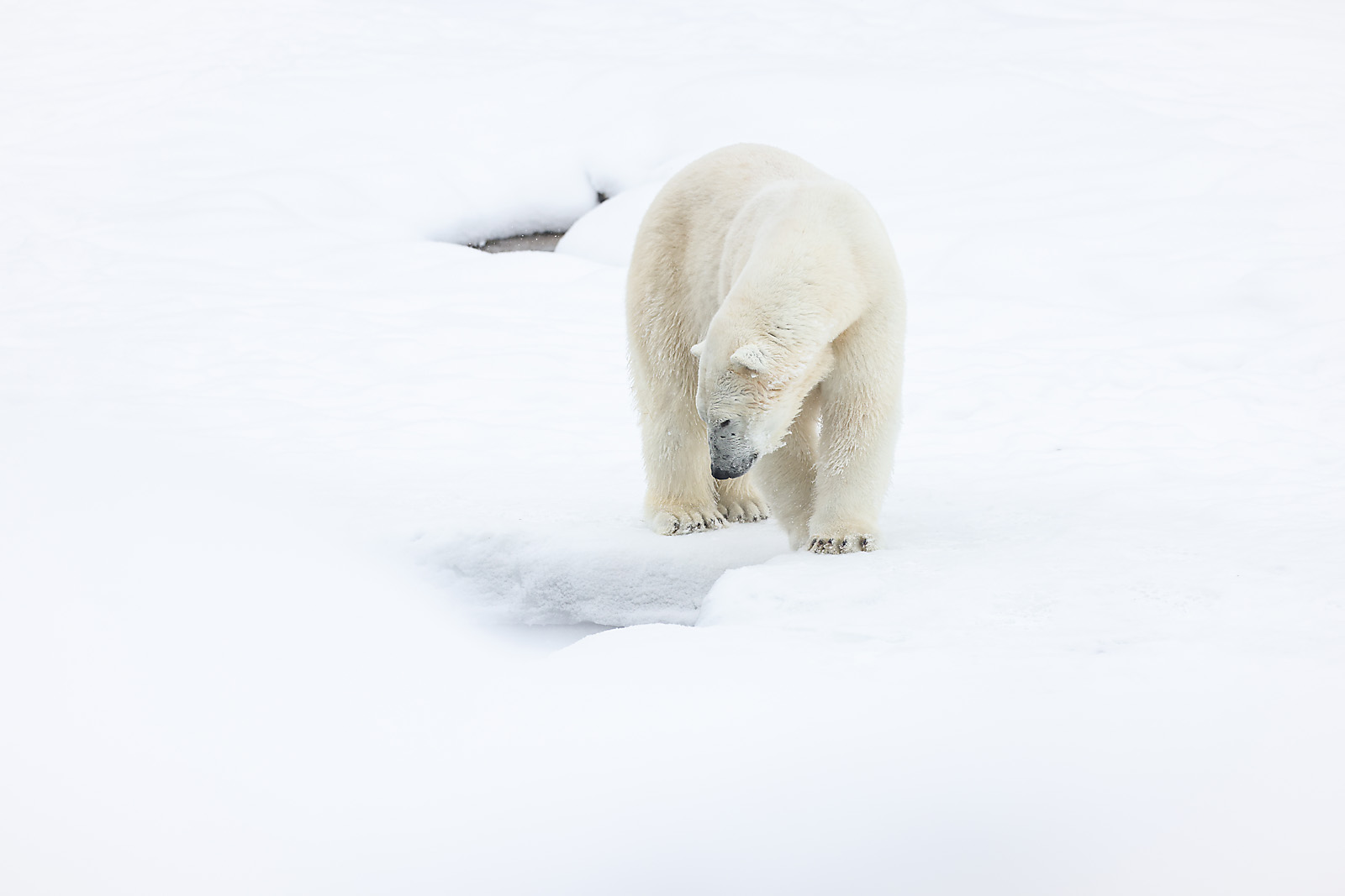 calgary zoo wildlife photographer sergei belski photo