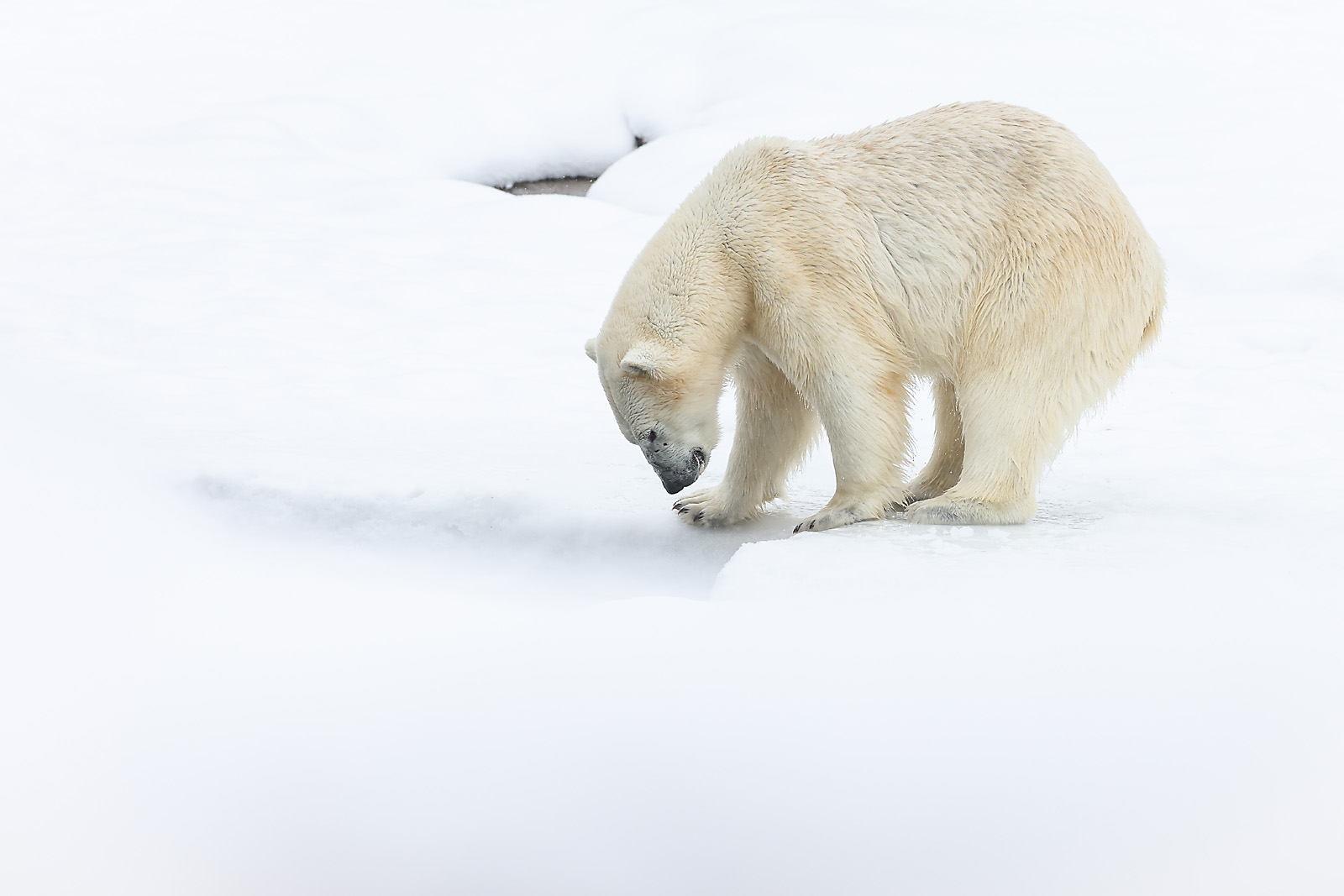 calgary zoo wildlife photographer sergei belski photo