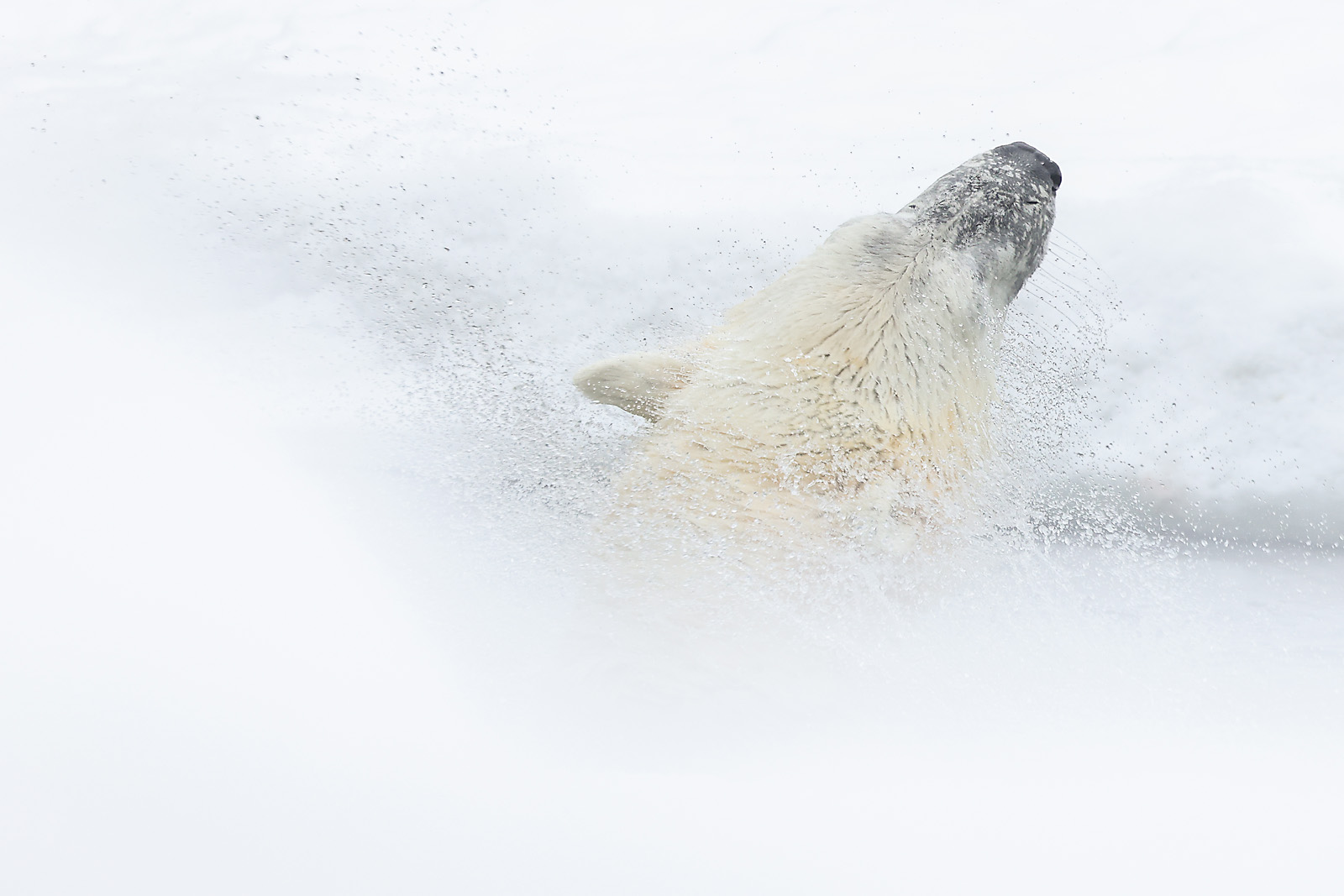 calgary zoo wildlife photographer sergei belski photo
