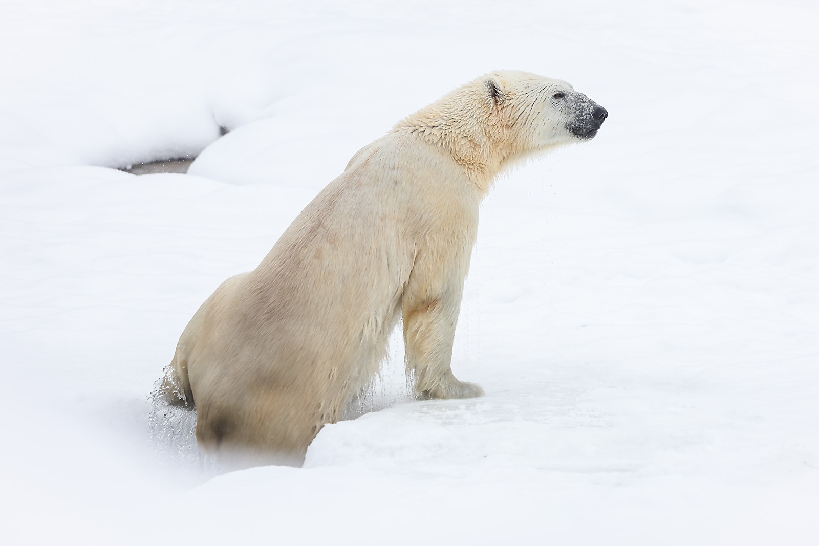 calgary zoo wildlife photographer sergei belski photo