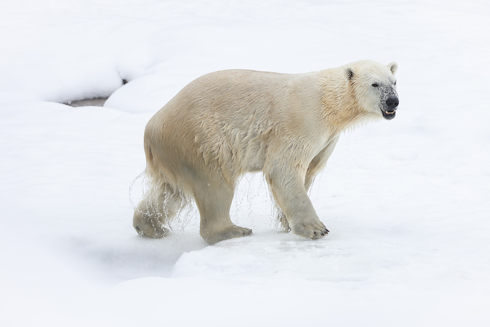 calgary zoo wildlife photographer sergei belski photo