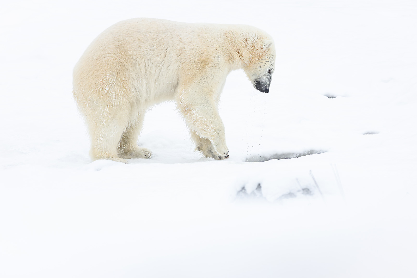 calgary zoo wildlife photographer sergei belski photo