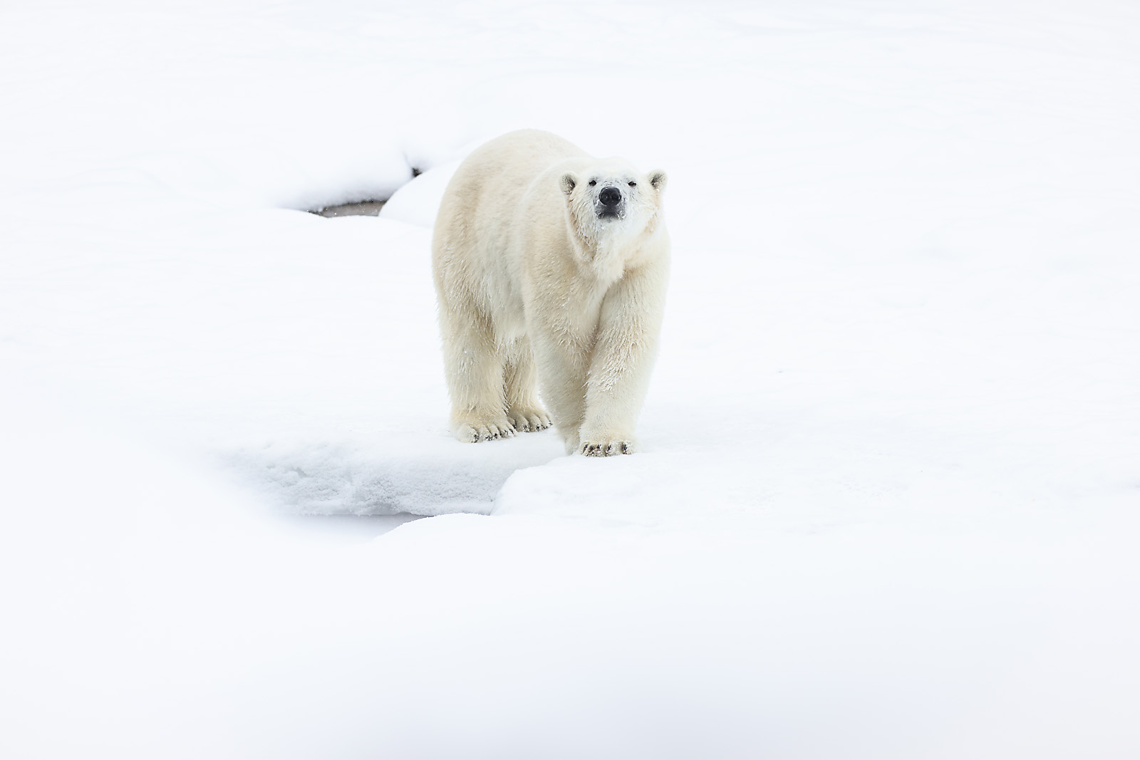 calgary zoo wildlife photographer sergei belski photo