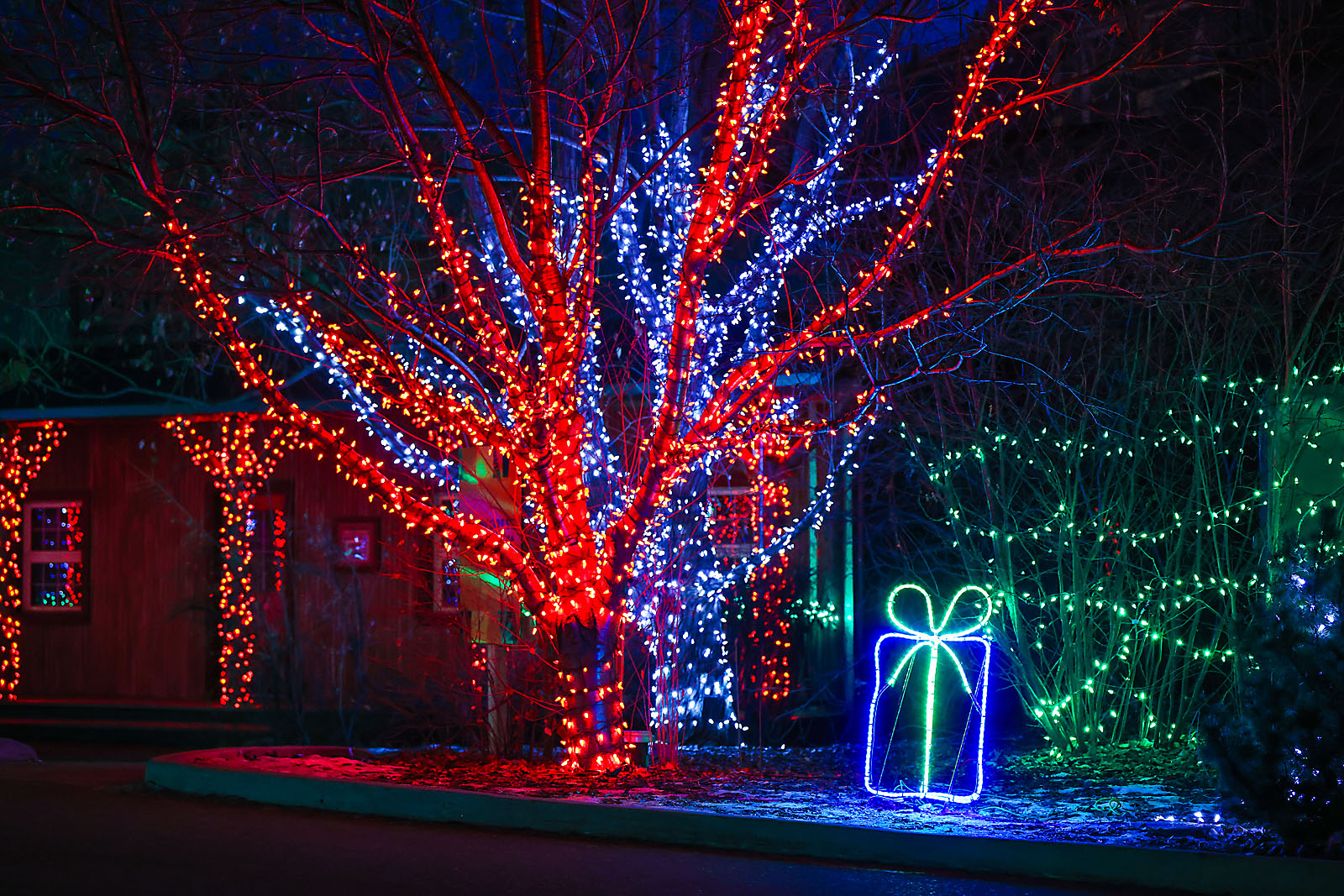 calgary zoolights photographer sergei belski photo