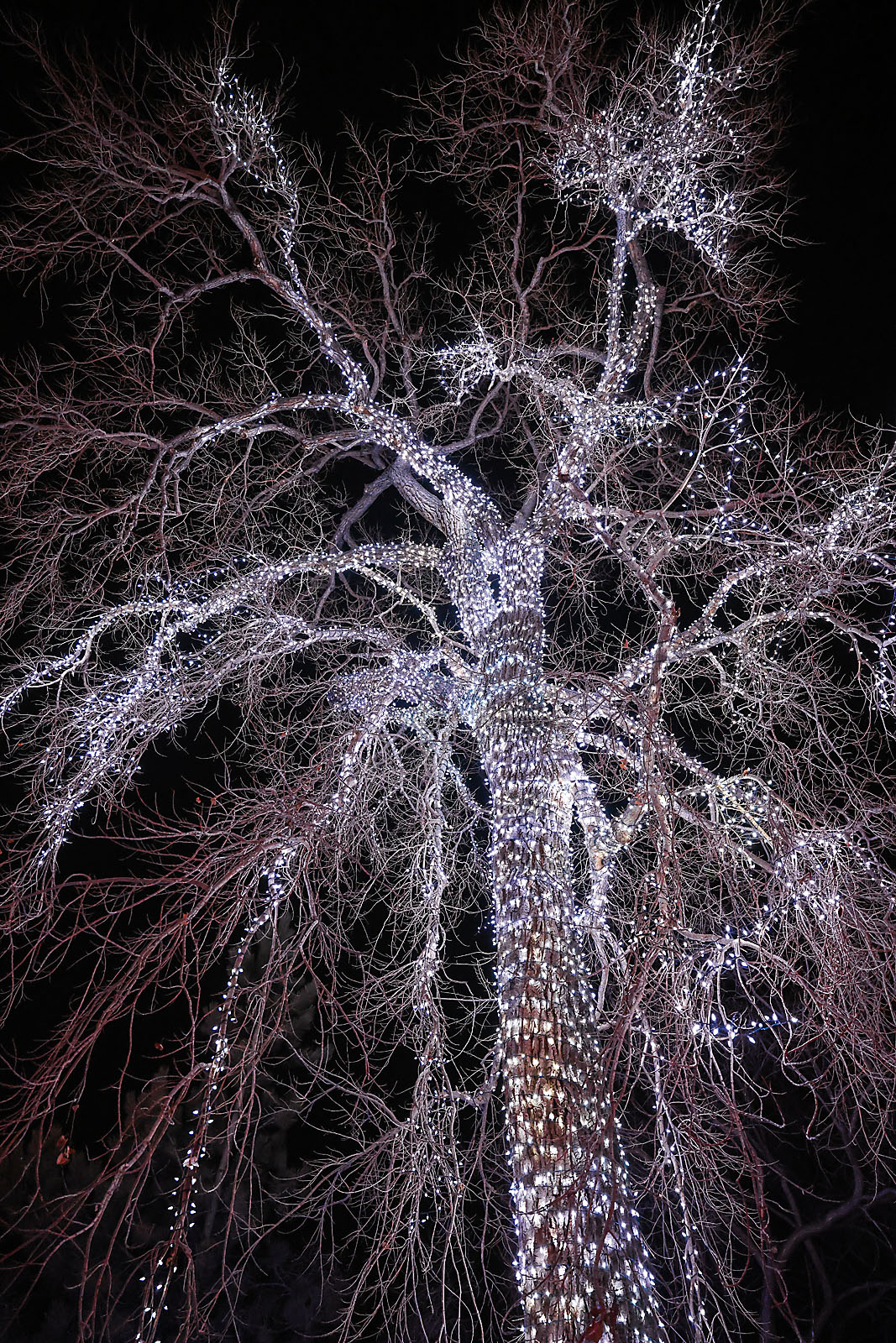 calgary zoolights photographer sergei belski photo