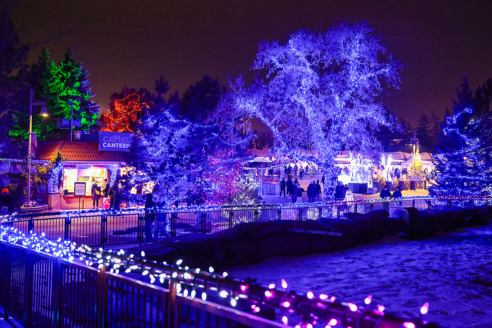 calgary zoolights photographer sergei belski photo