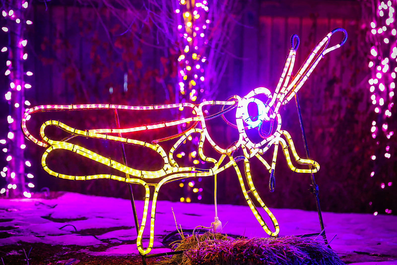 calgary zoolights photographer sergei belski photo