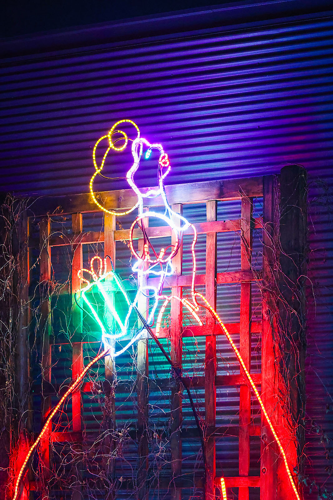 calgary zoolights photographer sergei belski photo