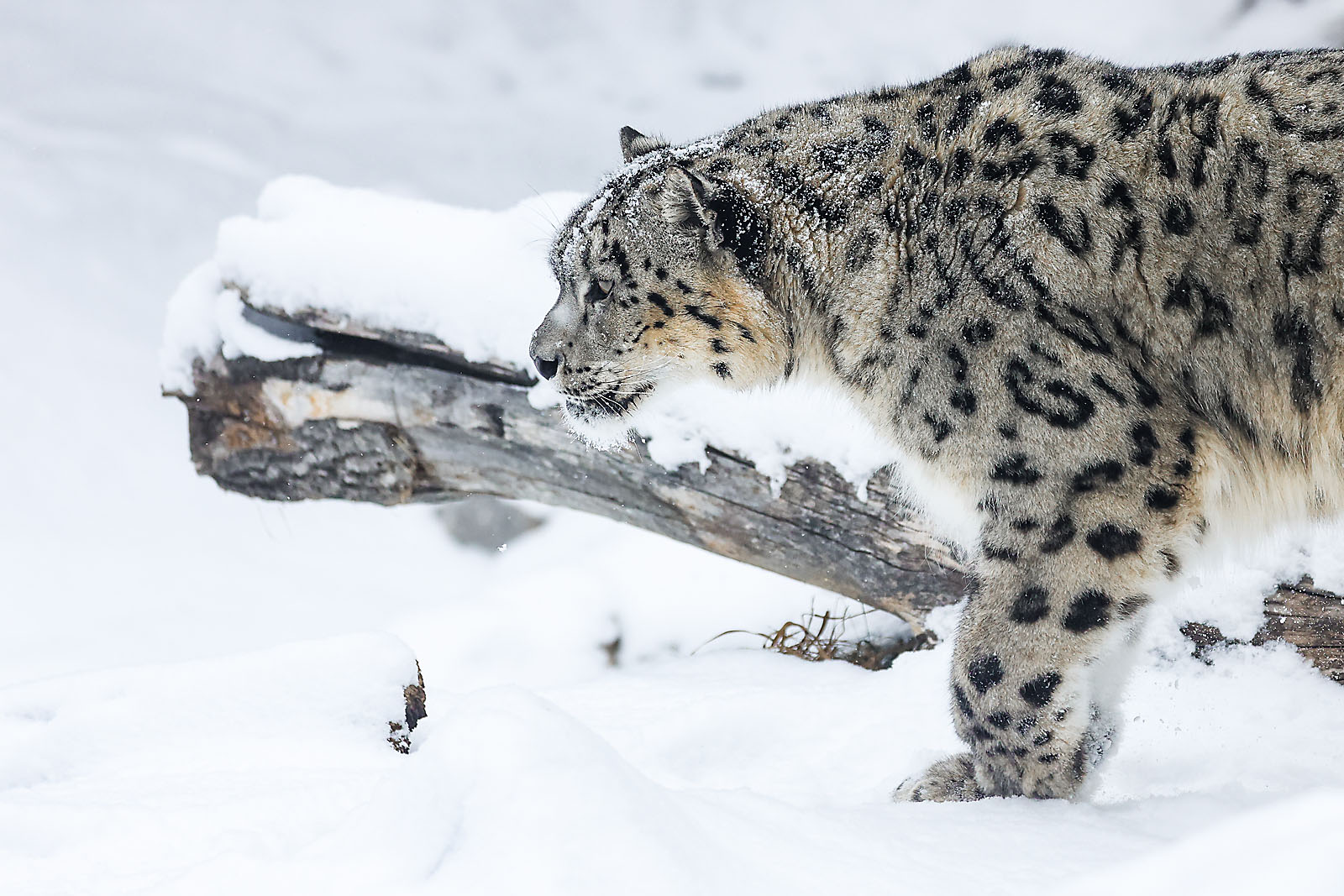 calgary zoo wildlife photographer sergei belski photo