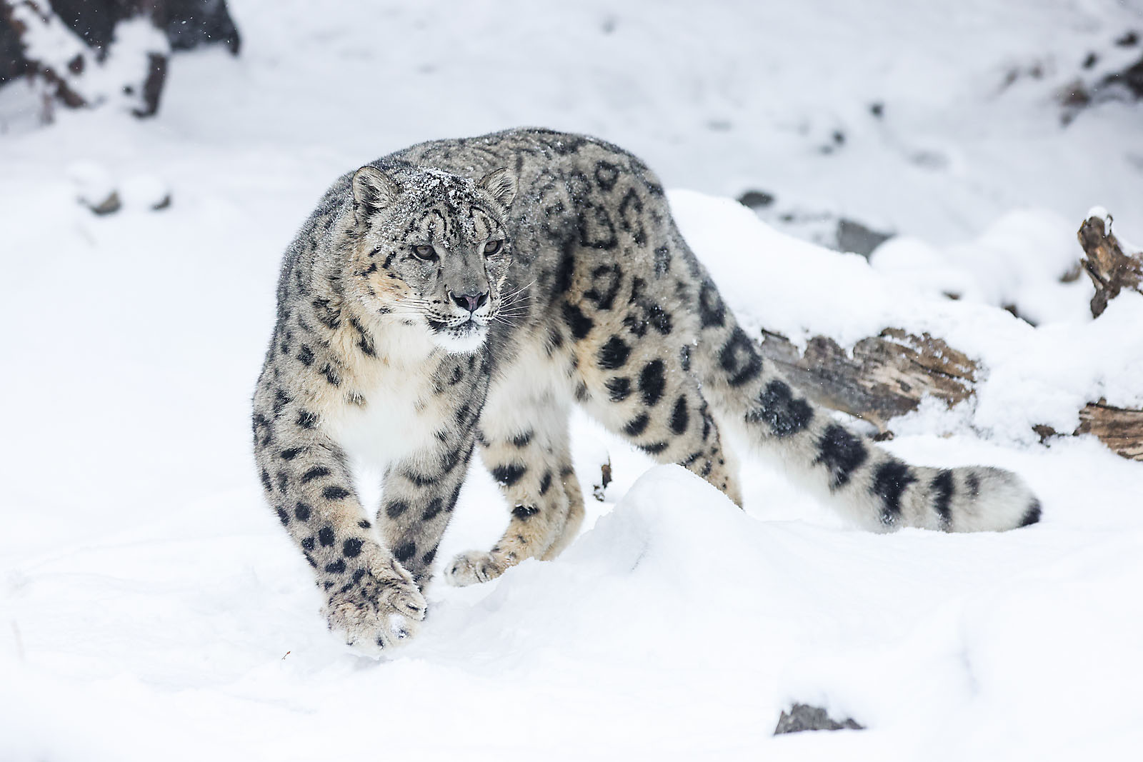 calgary zoo wildlife photographer sergei belski photo