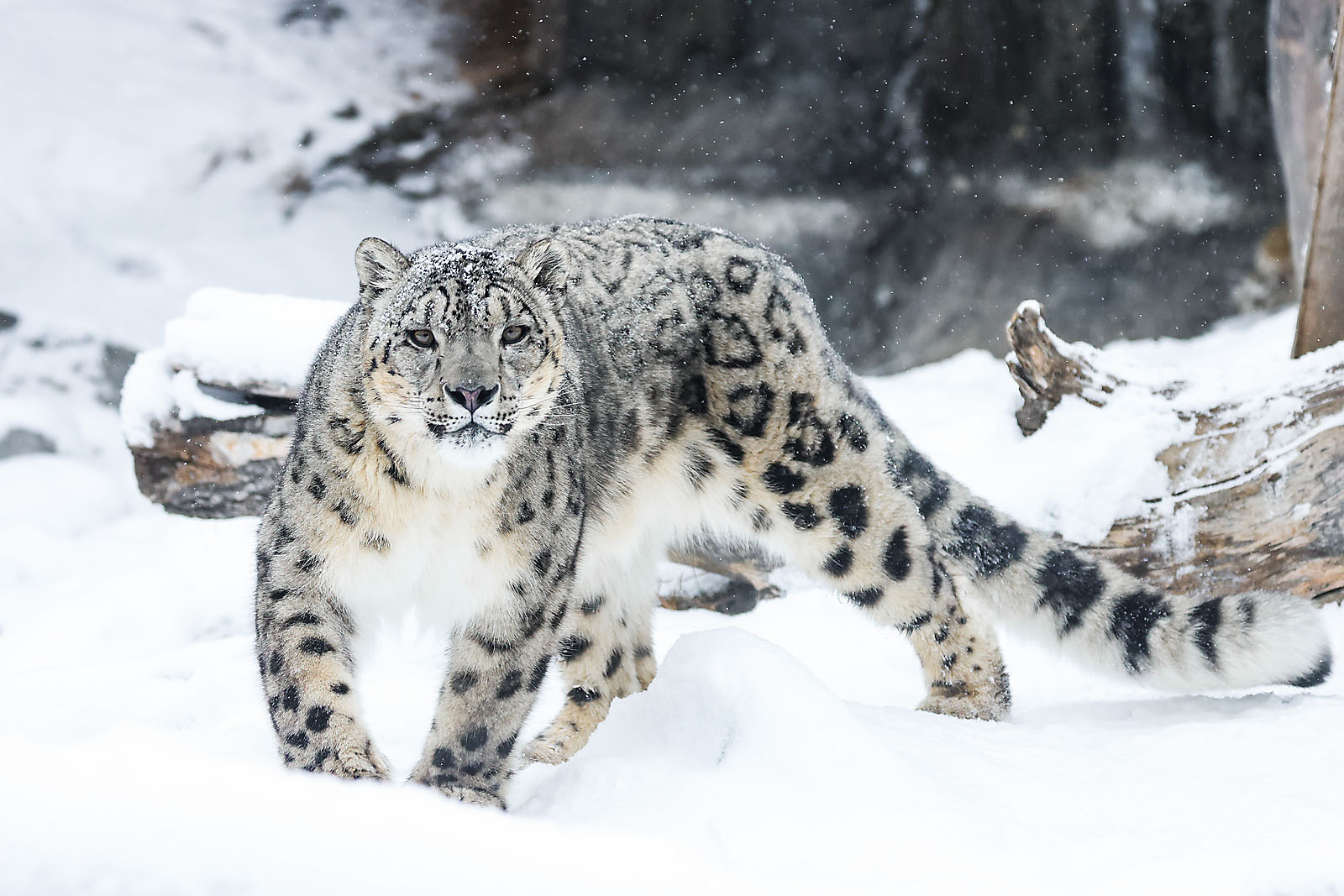 calgary zoo wildlife photographer sergei belski photo