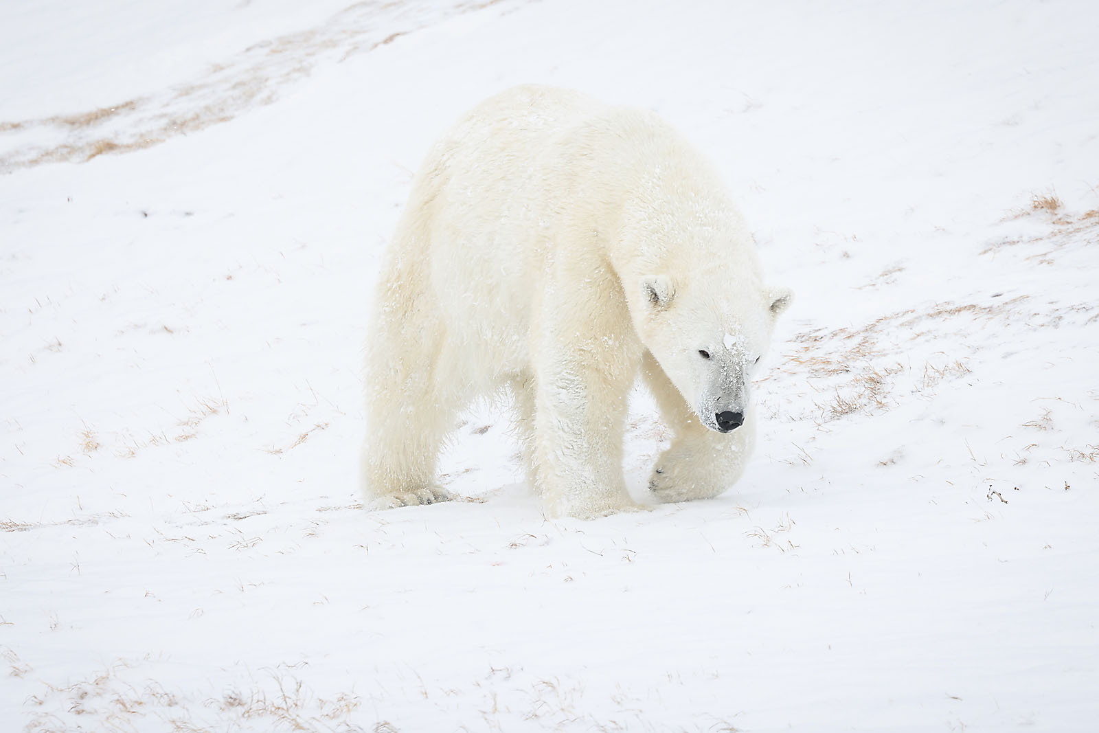 calgary zoo wildlife photographer sergei belski photo