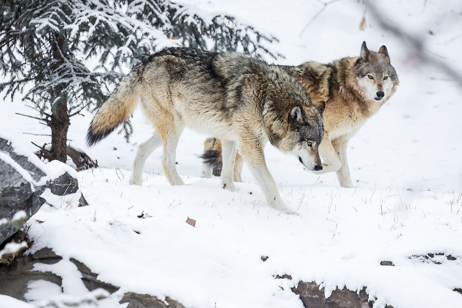 calgary zoo wildlife photographer sergei belski photo