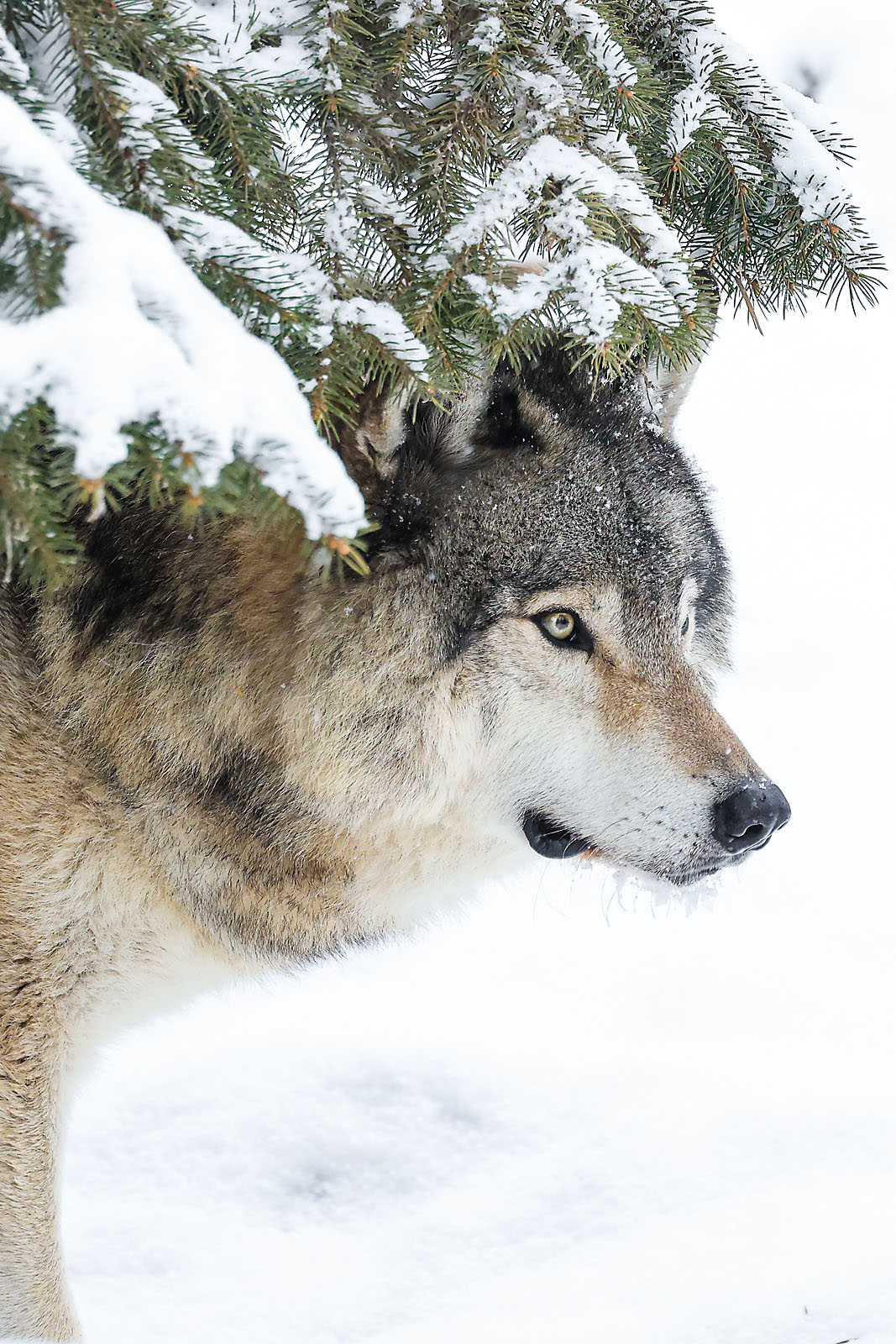 calgary zoo wildlife photographer sergei belski photo
