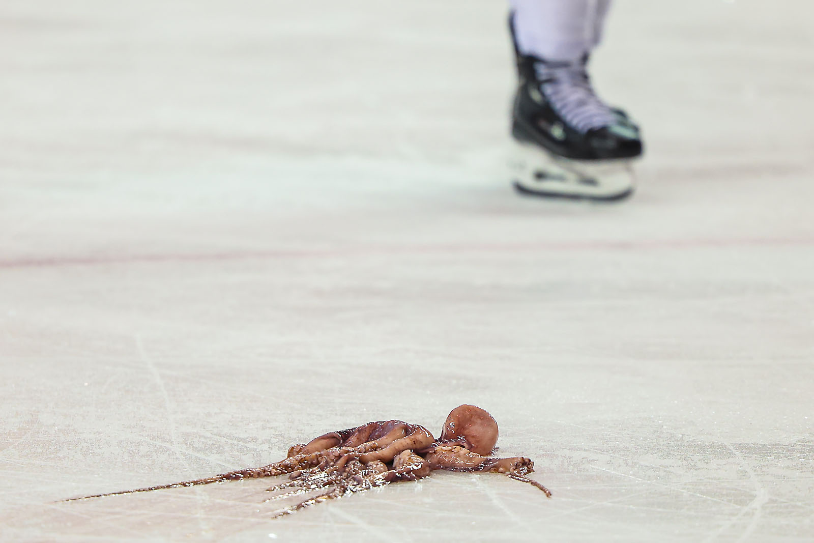 nhl hockey Calgary Flames sports photographer sergei belski photo