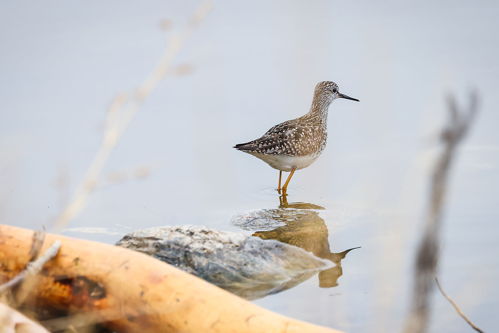 wildlife photographer sergei belski photo