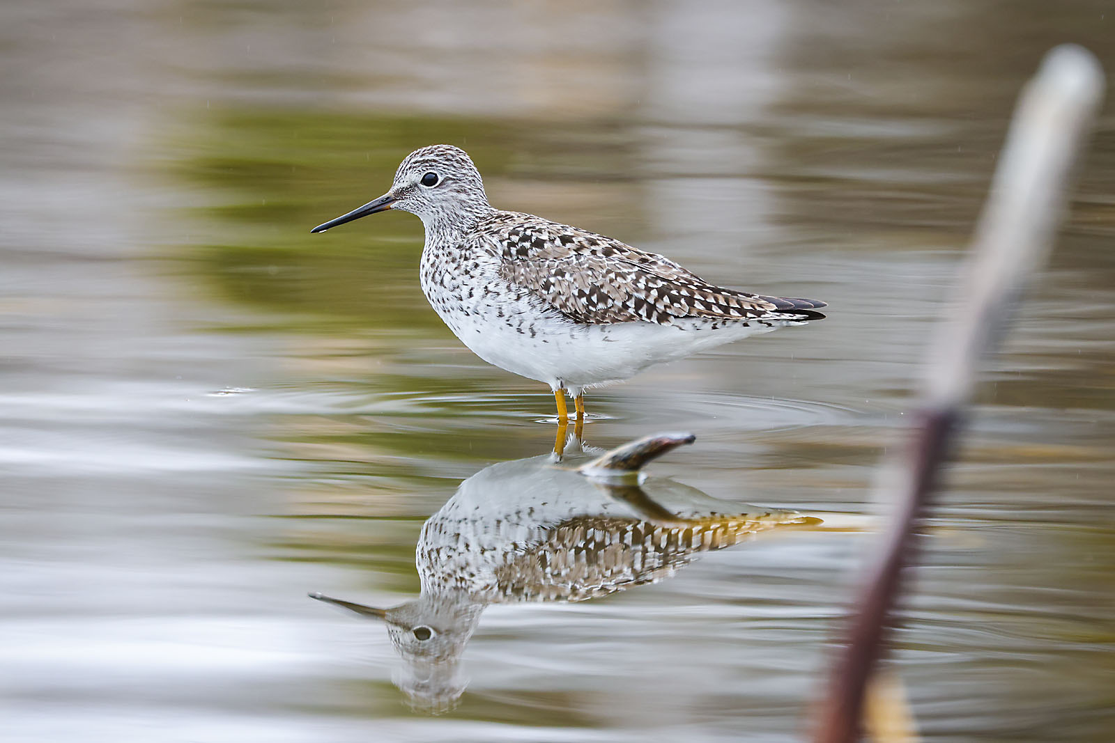 wildlife photographer sergei belski photo