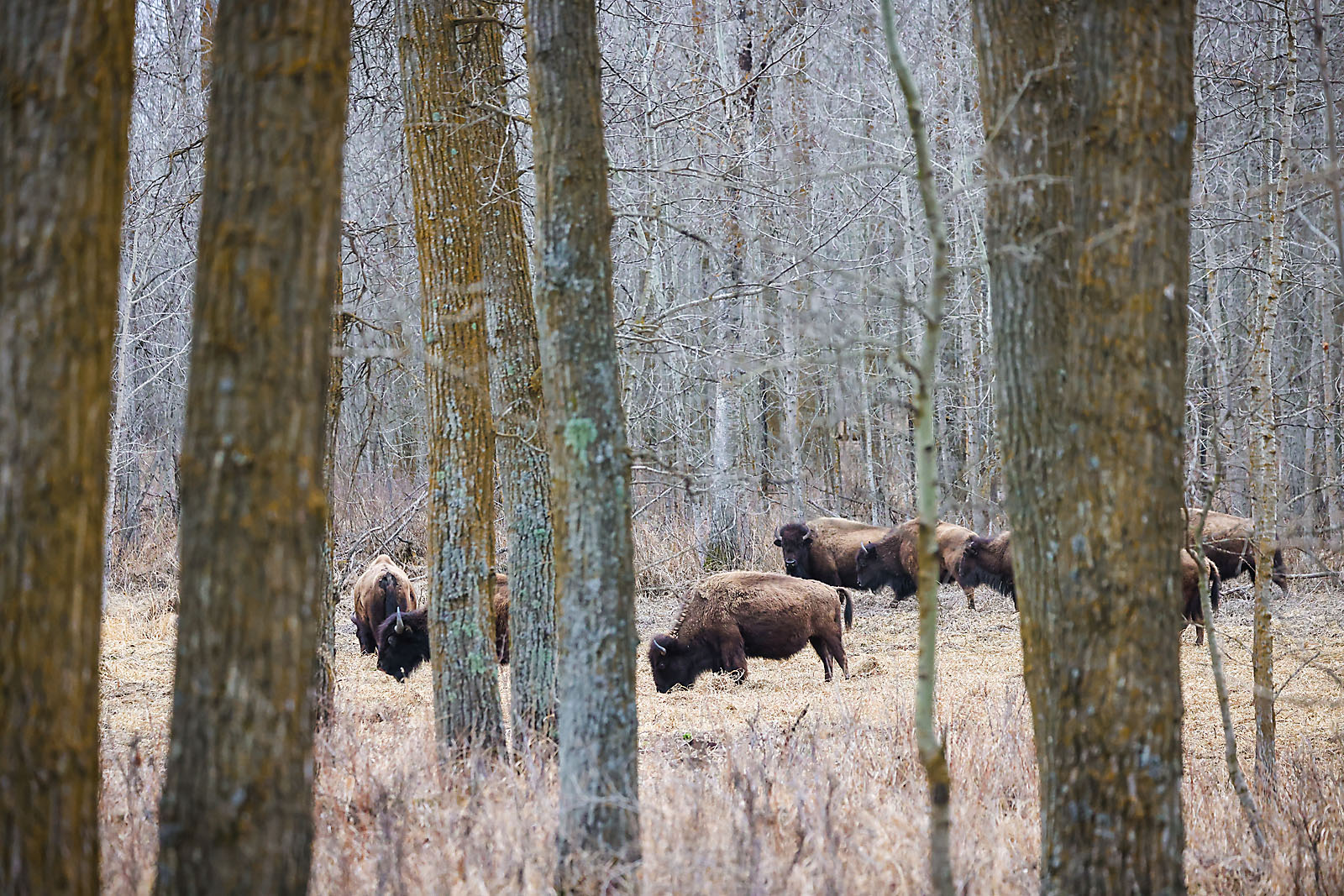 wildlife photographer sergei belski photo