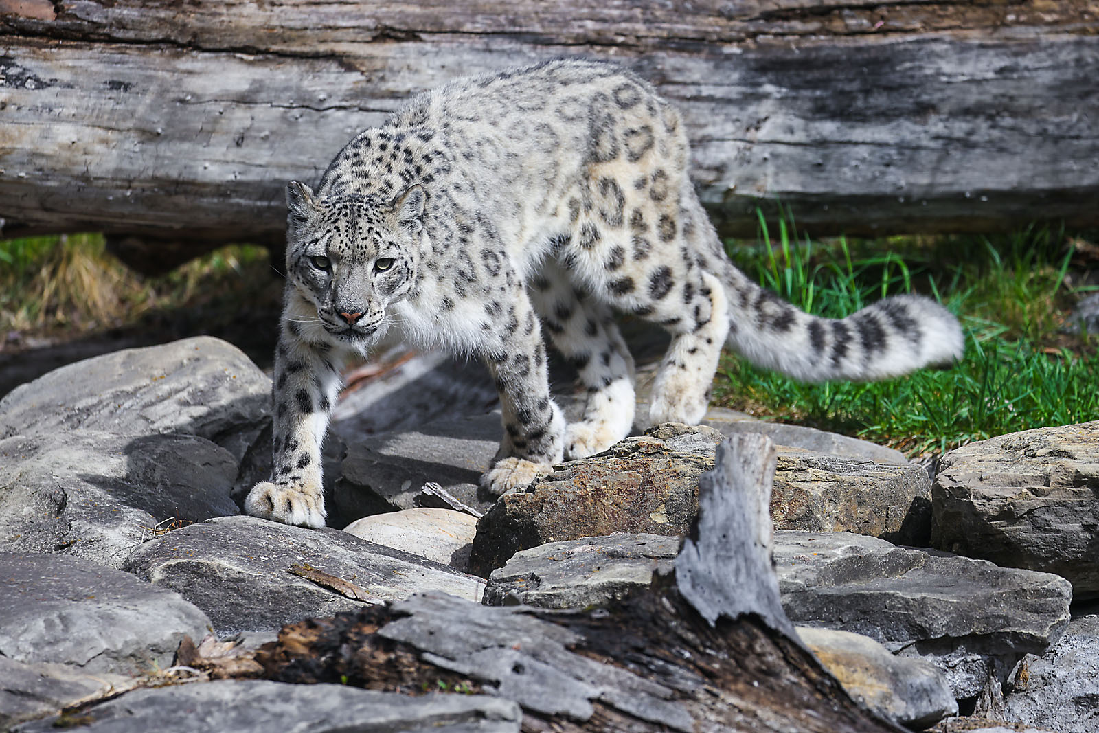 calgary zoo wildlife photographer sergei belski photo