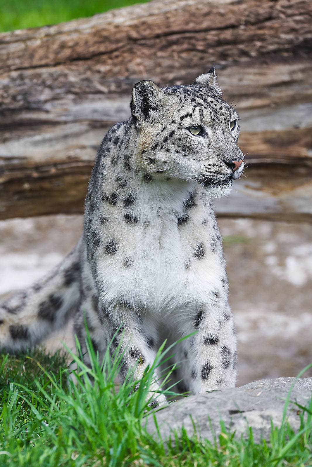 calgary zoo wildlife photographer sergei belski photo
