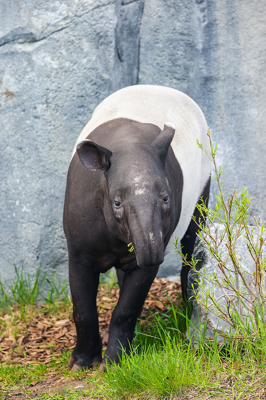 calgary zoo wildlife photographer sergei belski photo