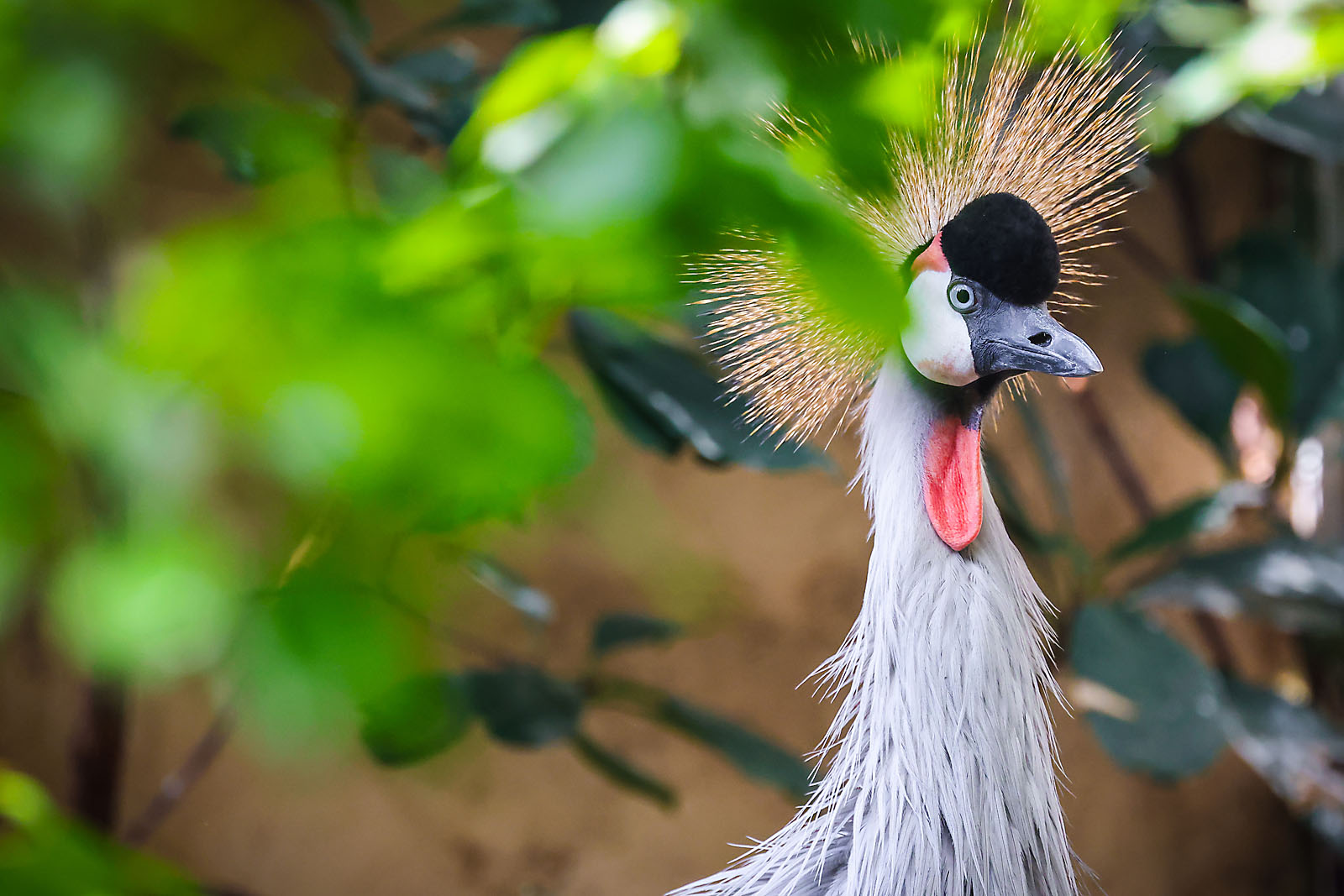 calgary zoo wildlife photographer sergei belski photo
