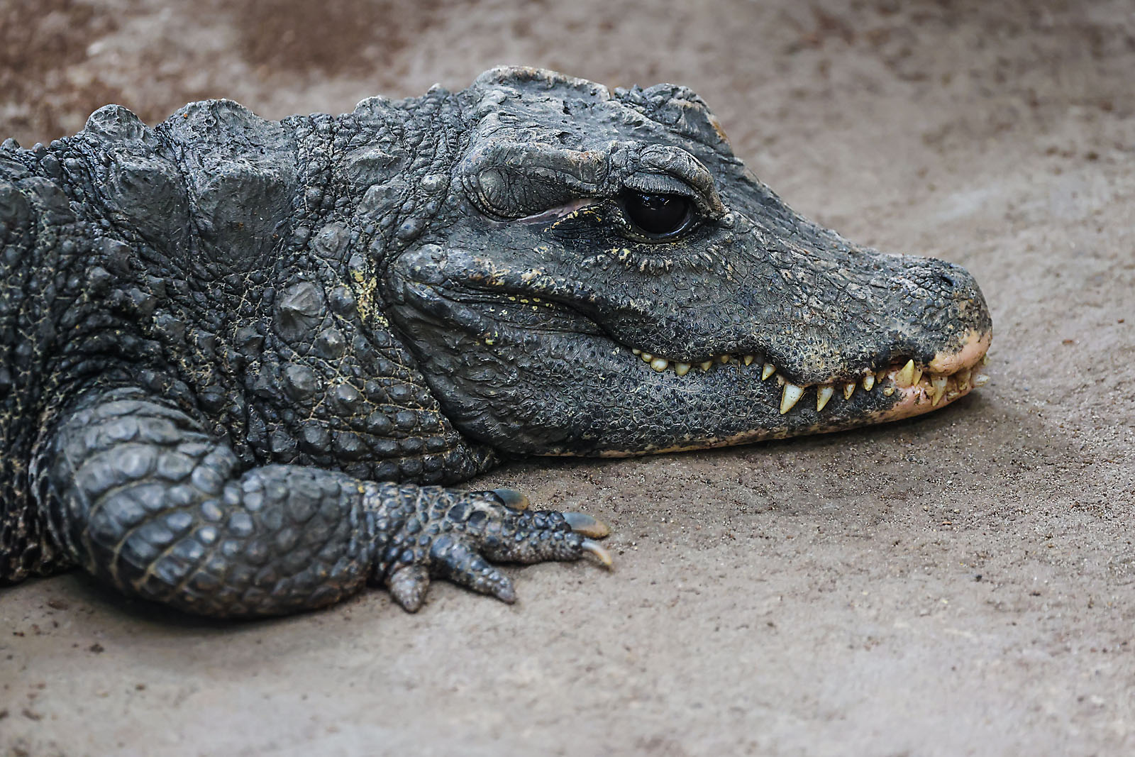 calgary zoo wildlife photographer sergei belski photo