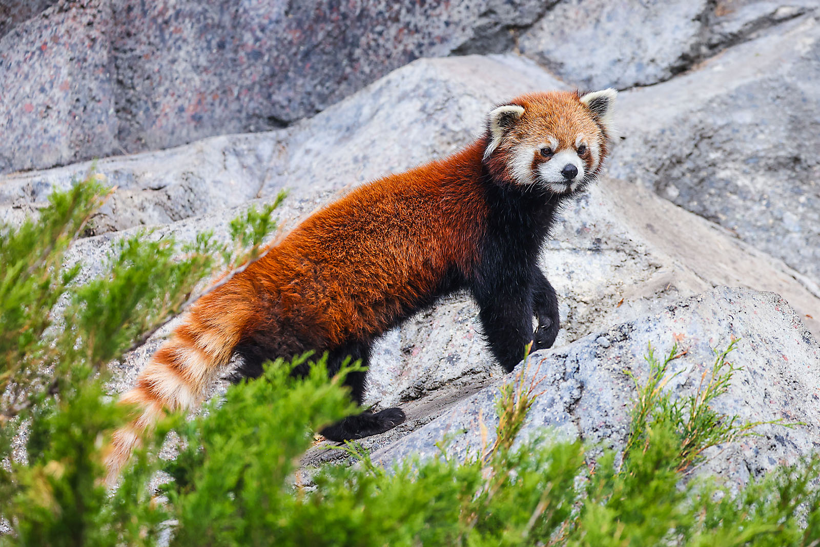 calgary zoo wildlife photographer sergei belski photo