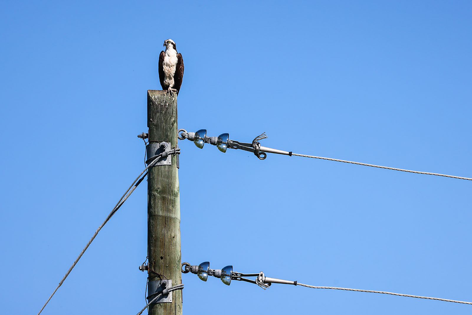 fortis alberta event photographer sergei belski photo