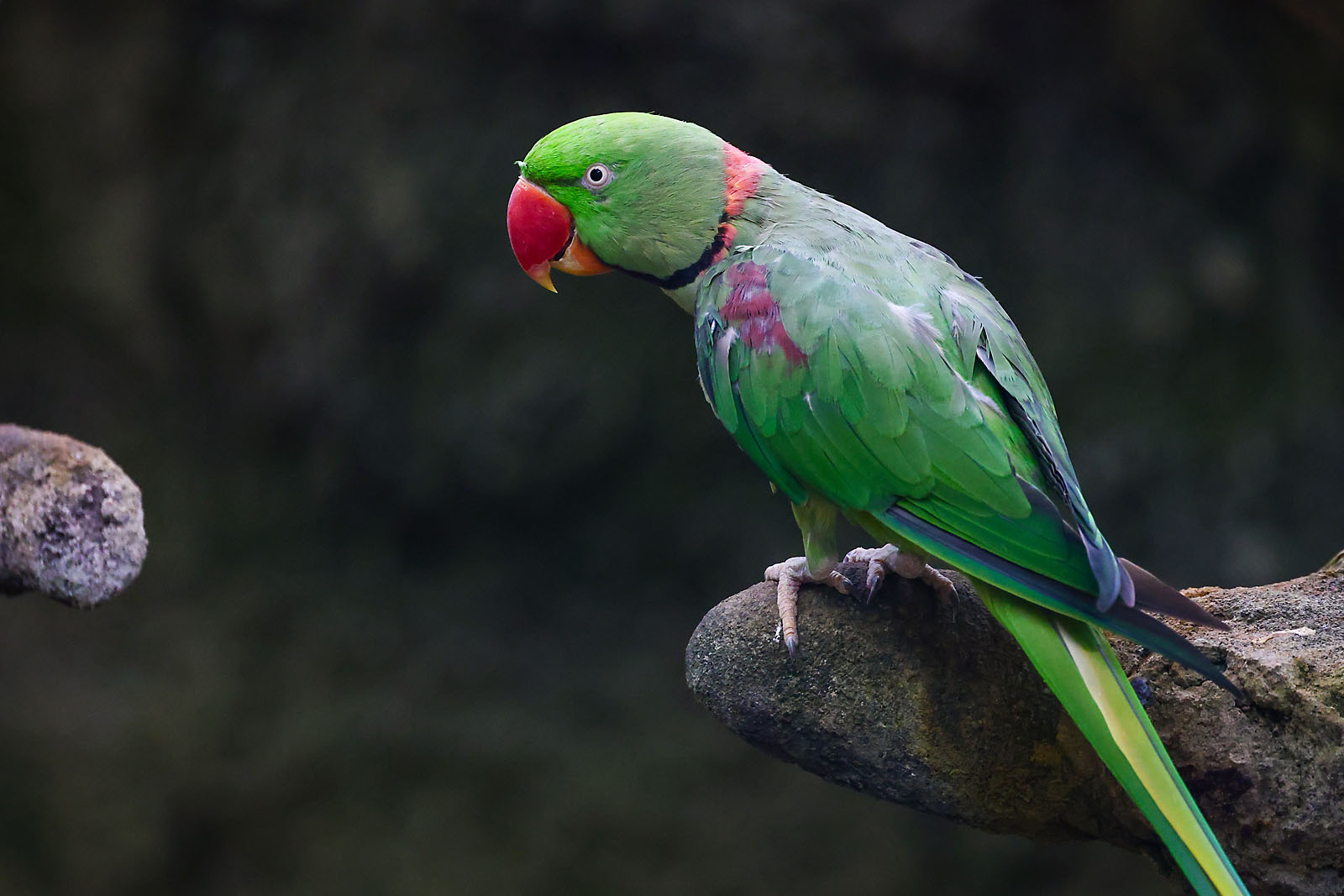 calgary zoo wildlife photographer sergei belski photo