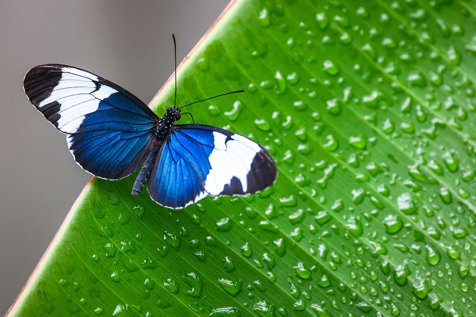 calgary zoo wildlife photographer sergei belski photo