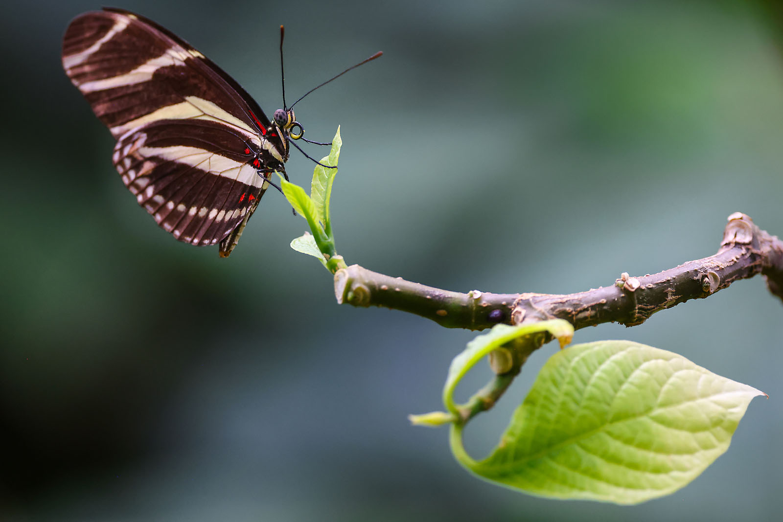 calgary zoo wildlife photographer sergei belski photo