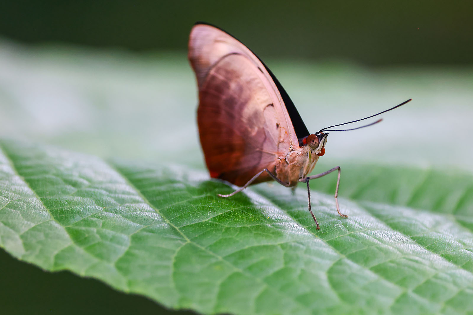 calgary zoo wildlife photographer sergei belski photo