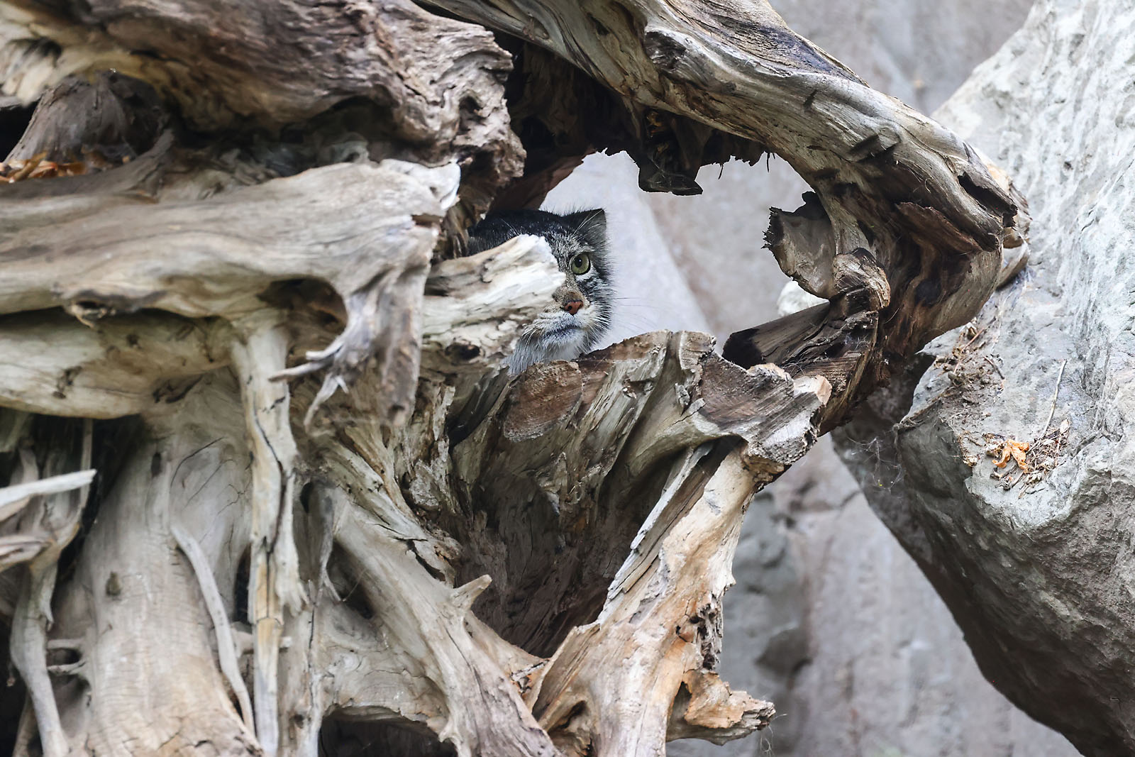 calgary zoo wildlife photographer sergei belski photo