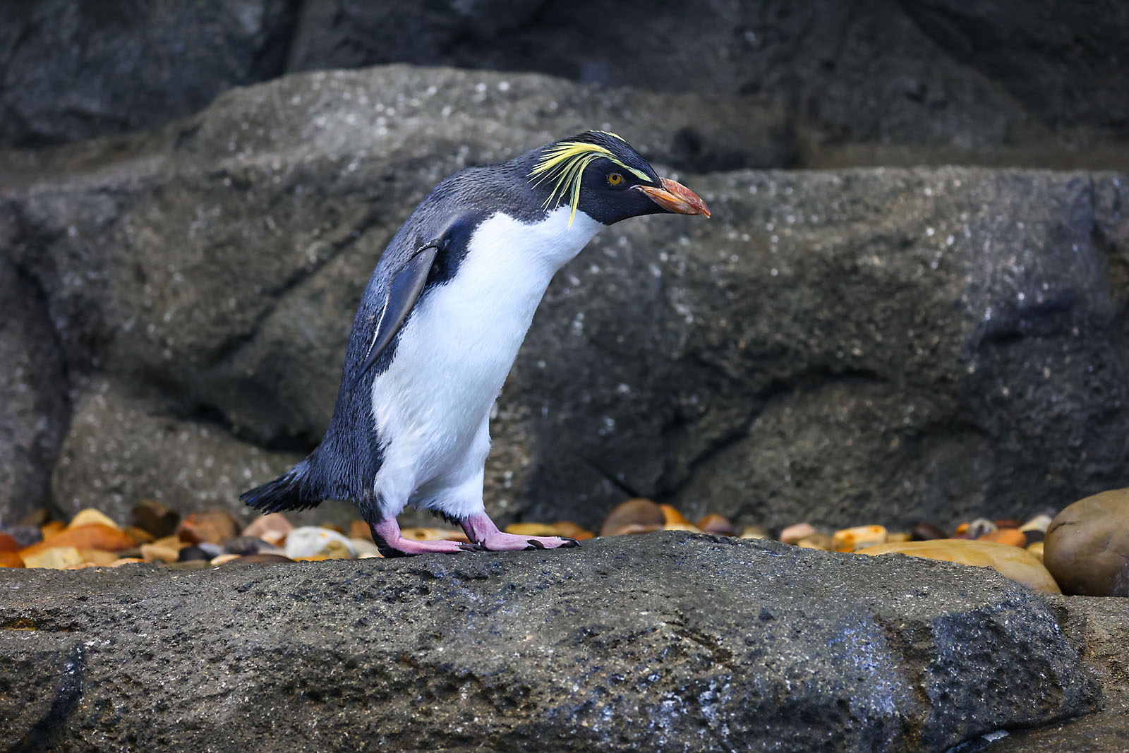 calgary zoo wildlife photographer sergei belski photo