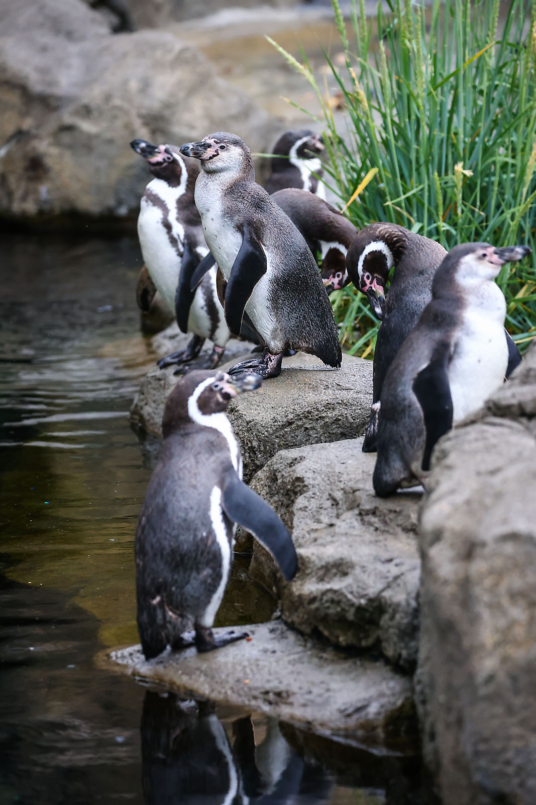 calgary zoo wildlife photographer sergei belski photo
