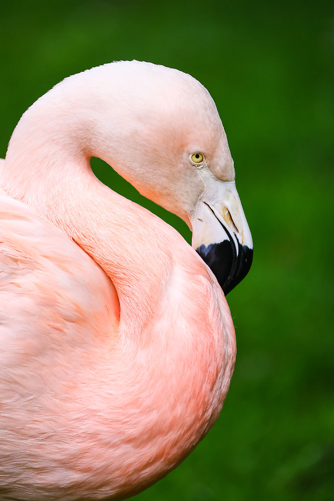 calgary zoo wildlife photographer sergei belski photo