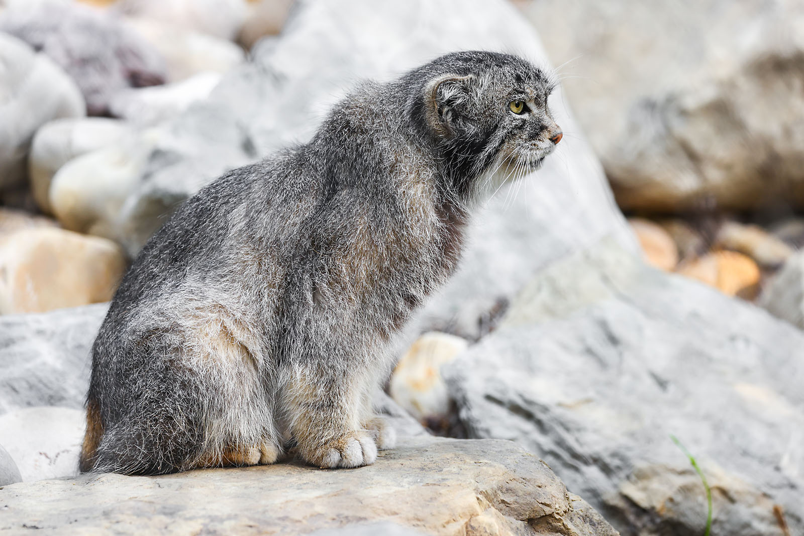 calgary zoo wildlife photographer sergei belski photo