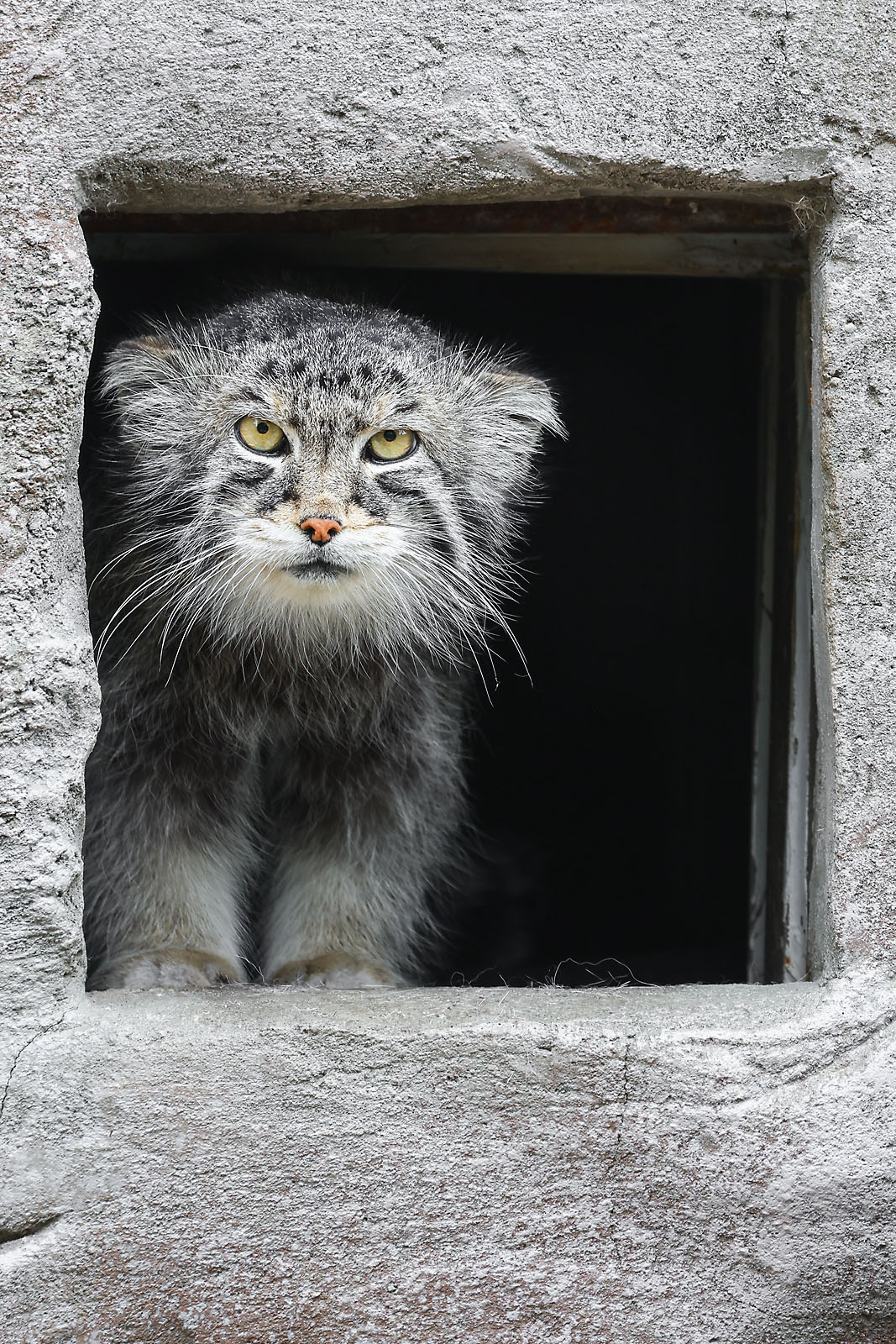 calgary zoo wildlife photographer sergei belski photo