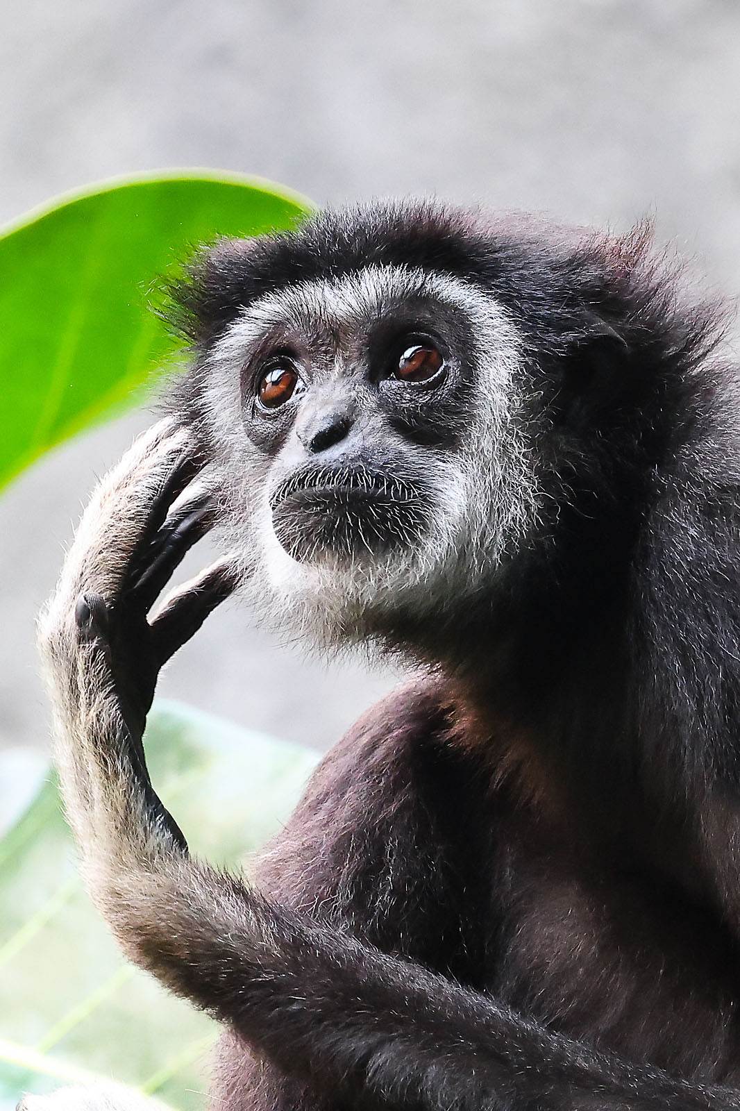 calgary zoo wildlife photographer sergei belski photo