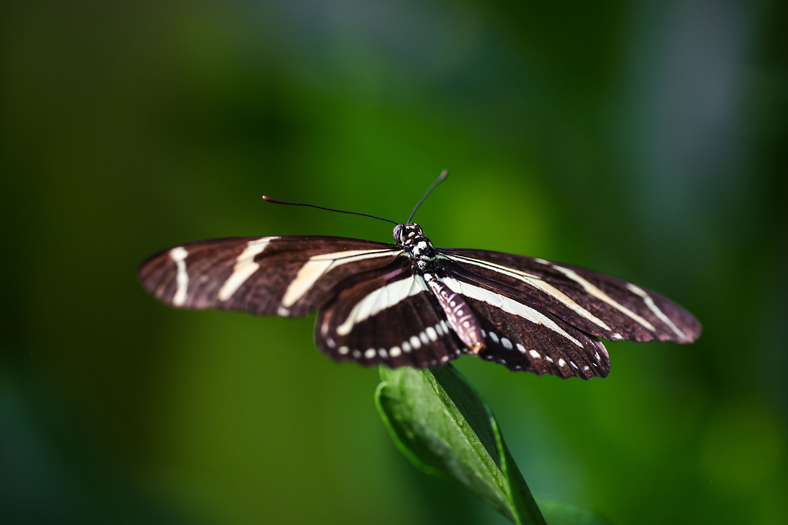 calgary zoo wildlife photographer sergei belski photo
