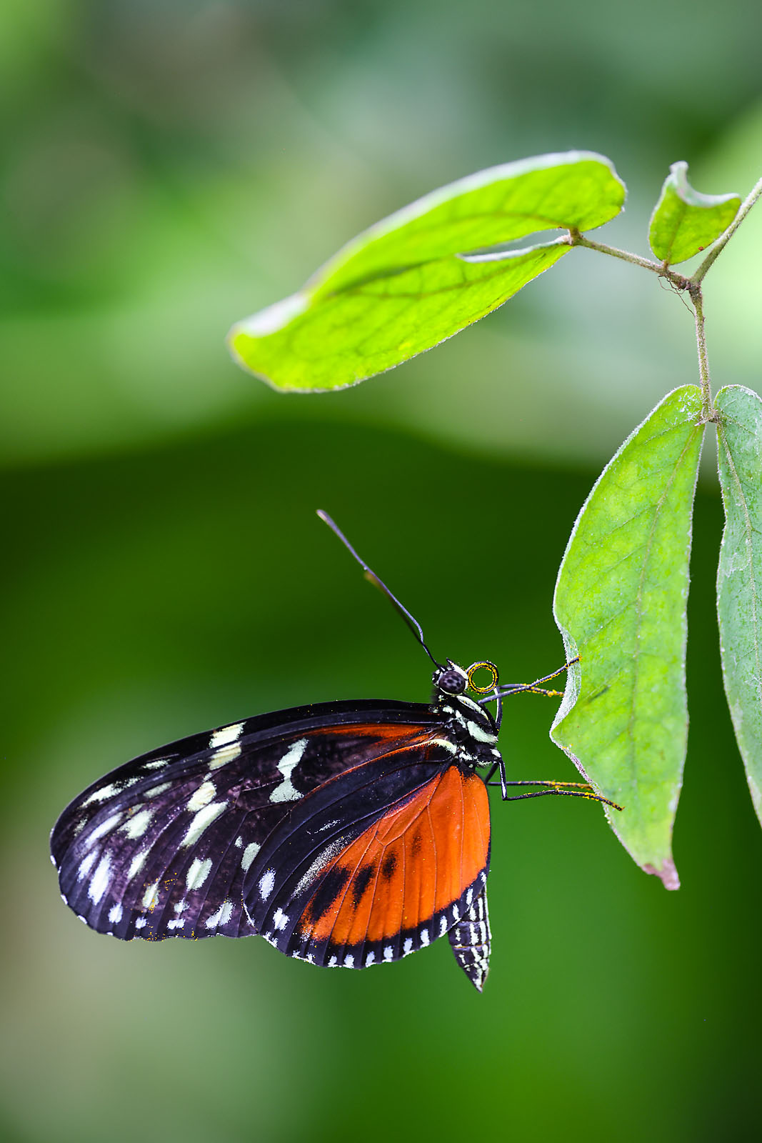 calgary zoo wildlife photographer sergei belski photo