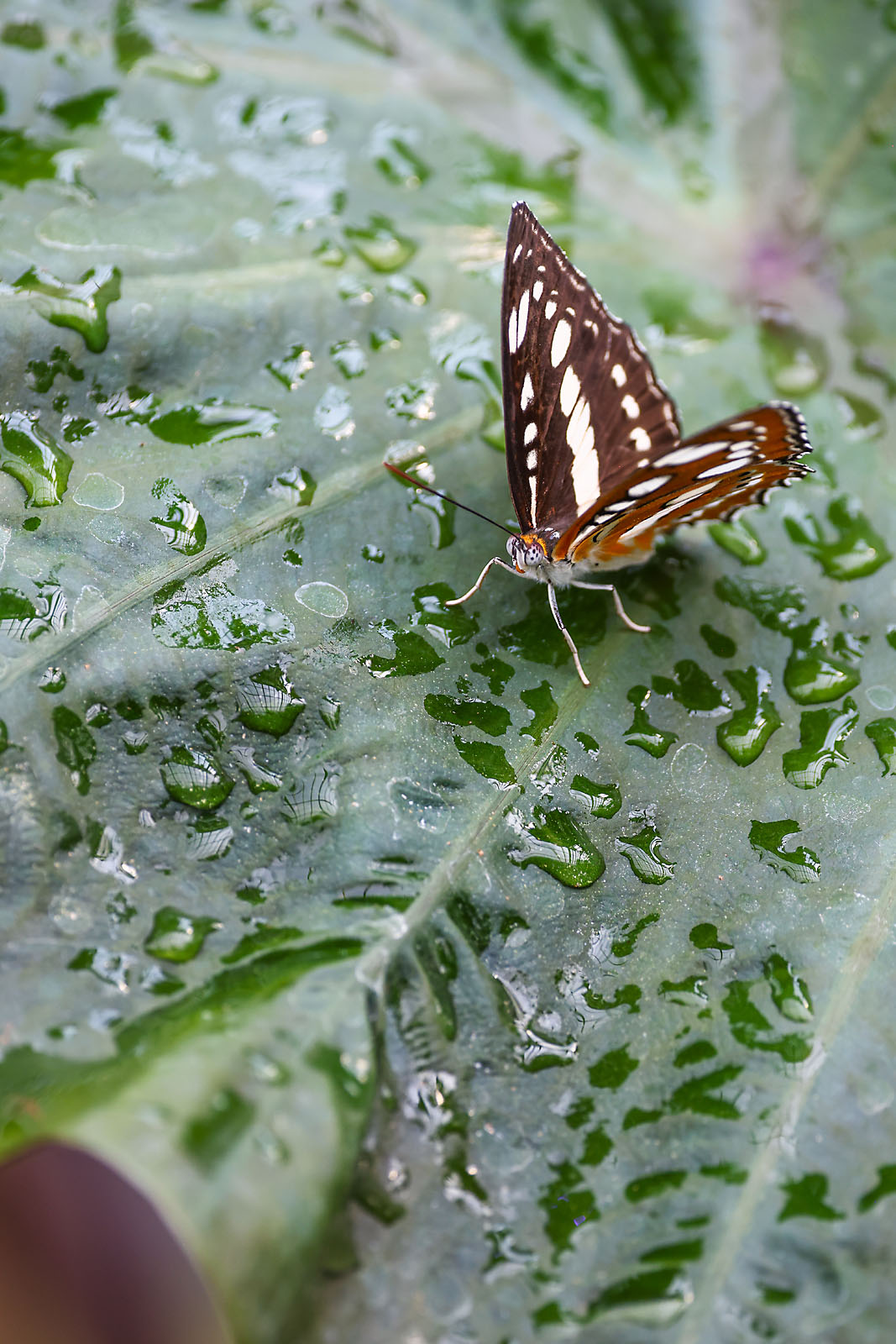 calgary zoo wildlife photographer sergei belski photo