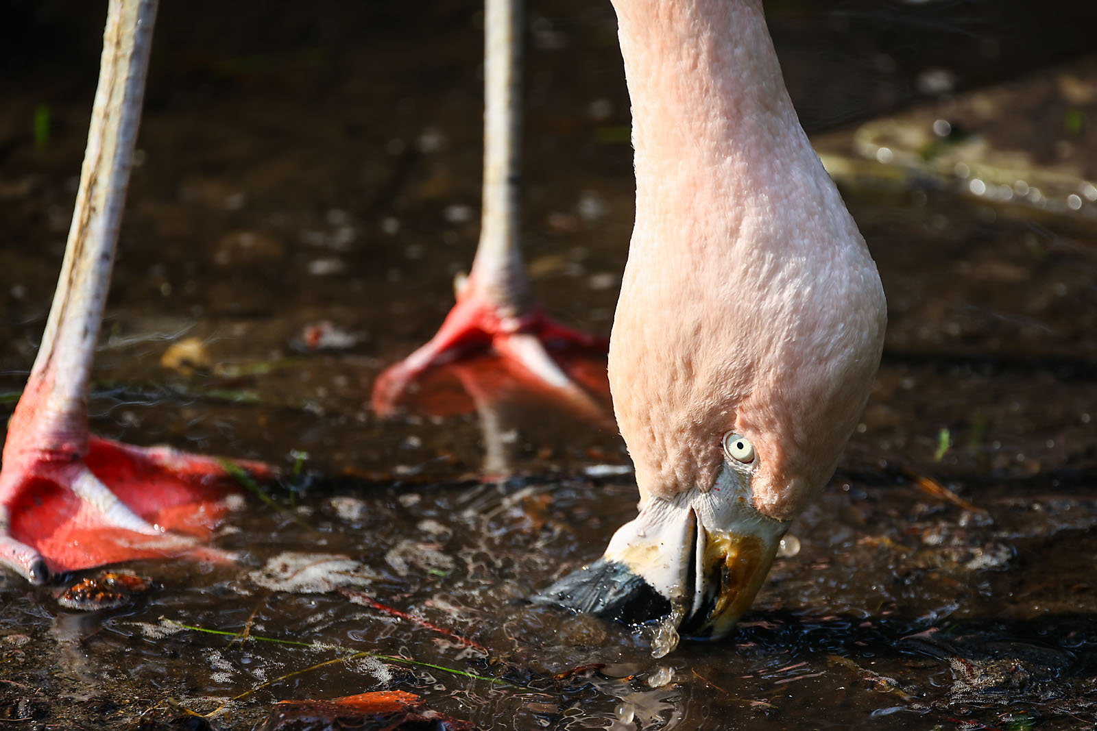 calgary zoo wildlife photographer sergei belski photo